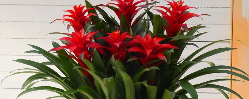 鸿运当头花怎么养，喜欢生长在15℃至22℃环境中