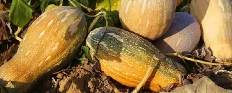 南瓜几月收获，收获时间在7-10月