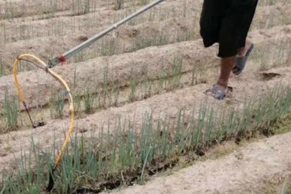 什么品种的大葱产量高,选择明慧及新冠军等品种