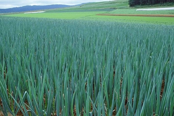 什么品种的大葱产量高,选择明慧及新冠军等品种