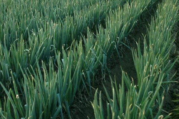 什么品种的大葱产量高,选择明慧及新冠军等品种