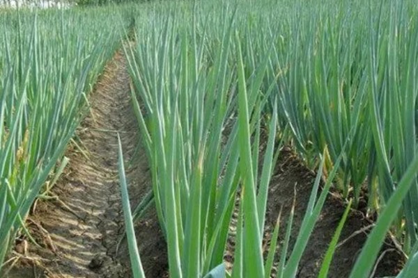 什么品种的大葱产量高,选择明慧及新冠军等品种