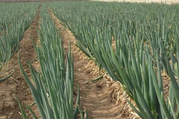 什么品种的大葱产量高,选择明慧及新冠军等品种