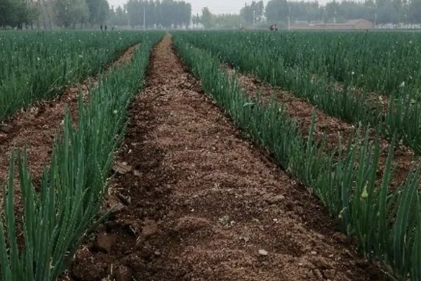 什么品种的大葱产量高,选择明慧及新冠军等品种