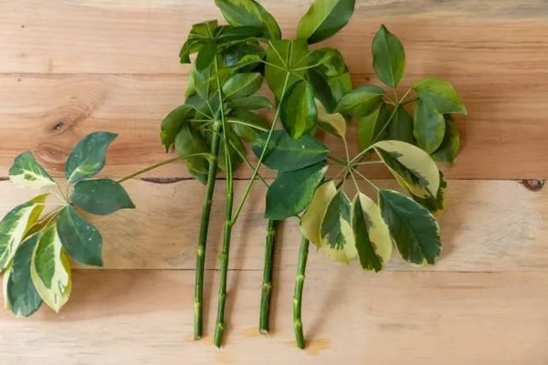 七叶草的养殖方法，春秋季节每隔3-4天浇一次水