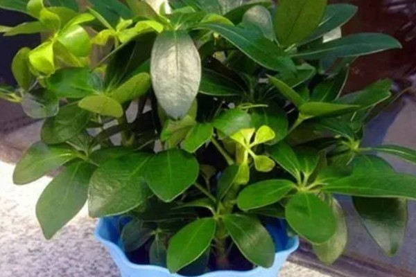 七叶草的养殖方法，春秋季节每隔3-4天浇一次水