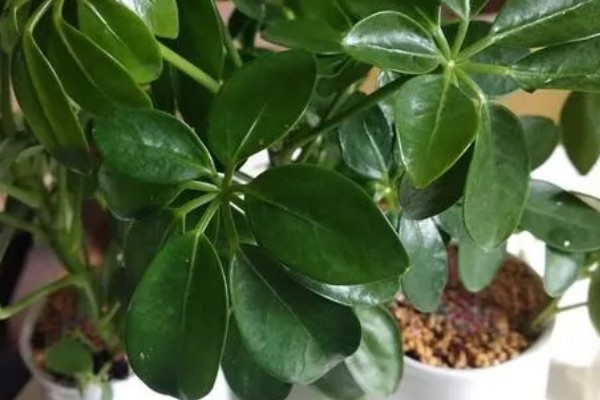 七叶草的养殖方法，春秋季节每隔3-4天浇一次水