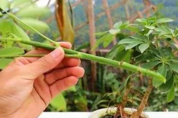 七叶草的养殖方法，春秋季节每隔3-4天浇一次水