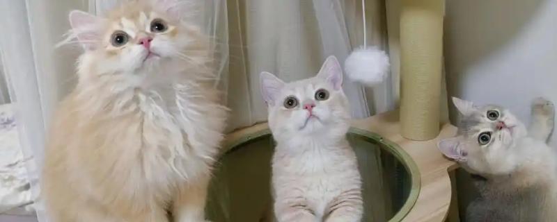 猫心肌病有什么类型,肥厚型心肌病最常见