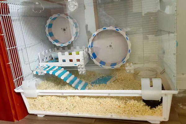 清洗仓鼠笼子要注意什么，让仓鼠远离笼子可避免它闻到酒精的气味