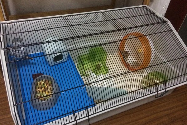 清洗仓鼠笼子要注意什么，让仓鼠远离笼子可避免它闻到酒精的气味
