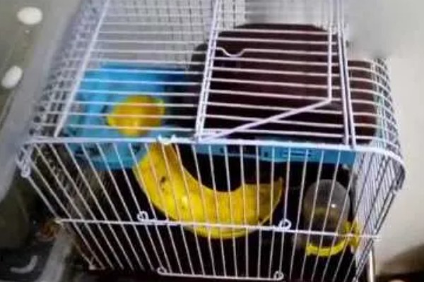 清洗仓鼠笼子要注意什么，让仓鼠远离笼子可避免它闻到酒精的气味