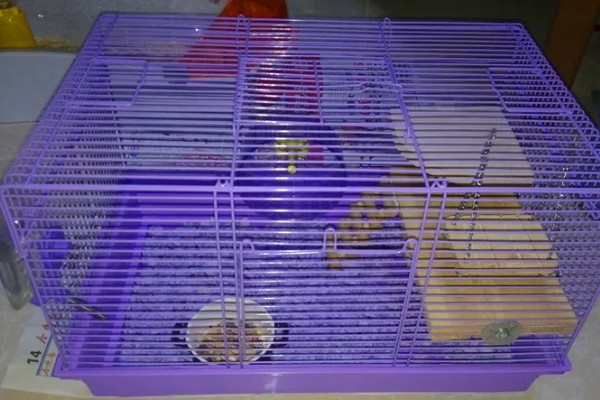 清洗仓鼠笼子要注意什么，让仓鼠远离笼子可避免它闻到酒精的气味