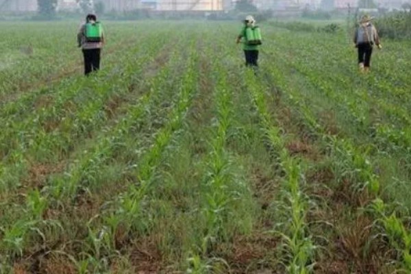 打完嗪草酮过多久下雨不影响效果，用药后经过8小时下雨对药效的影响较小