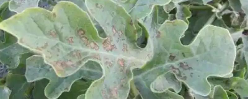 西瓜疫病如何防治，可农业防治也可化学防治