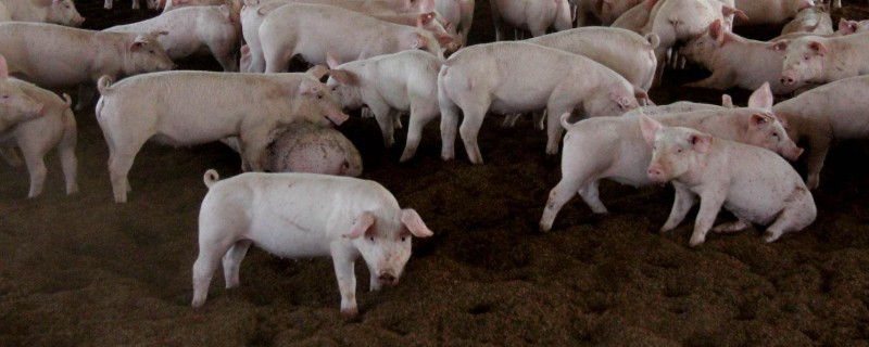 冬季猪舍的正常温度,饲养新生仔猪需保持在30℃左右