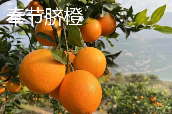 中国最好的橙子产地，有秭归、奉节等