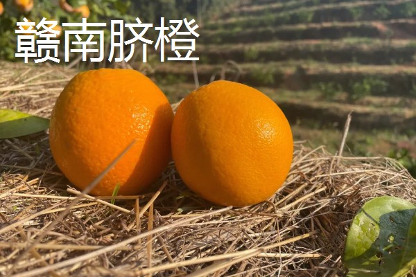 中国最好的橙子产地，有秭归、奉节等