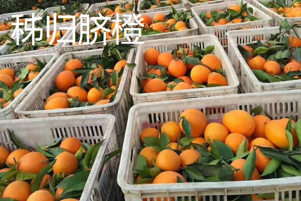 中国最好的橙子产地，有秭归、奉节等