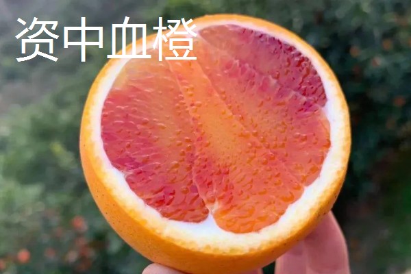 中国最好的橙子产地，有秭归、奉节等