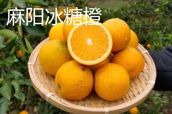 中国最好的橙子产地，有秭归、奉节等