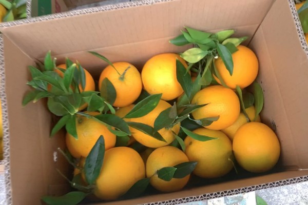 中国最好的橙子产地，有秭归、奉节等