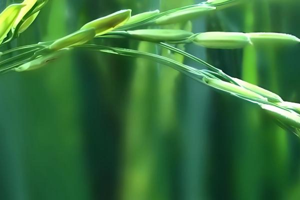 有什么关于小满的农谚,小满未满还有危险