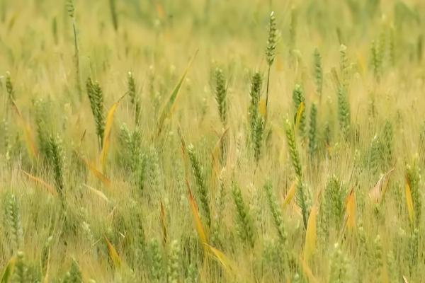 有什么关于小满的农谚,小满未满还有危险