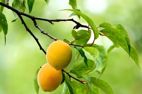 有什么关于小满的农谚,小满未满还有危险