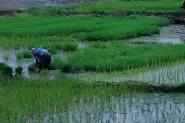 有什么关于小满的农谚,小满未满还有危险