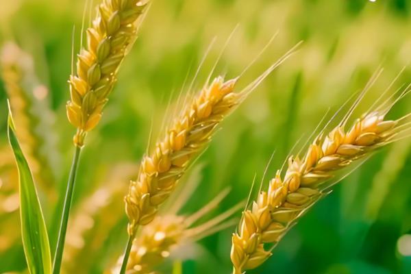 有什么关于小满的农谚,小满未满还有危险