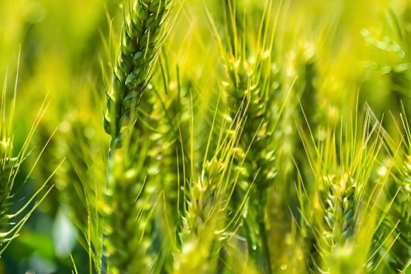 有什么关于小满的农谚,小满未满还有危险