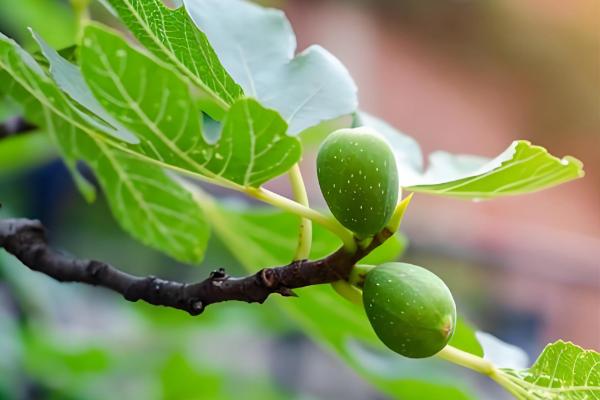 有什么关于小满的农谚,小满未满还有危险