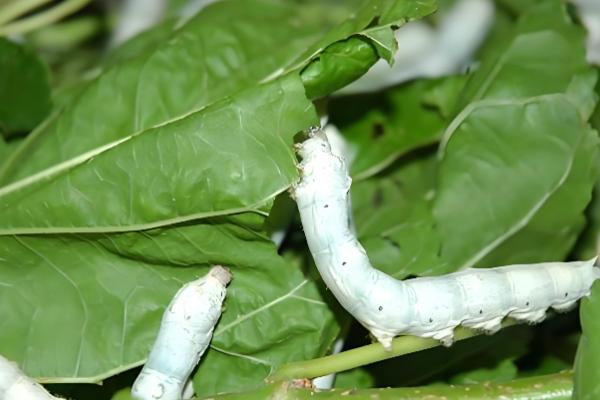 有什么关于小满的农谚,小满未满还有危险