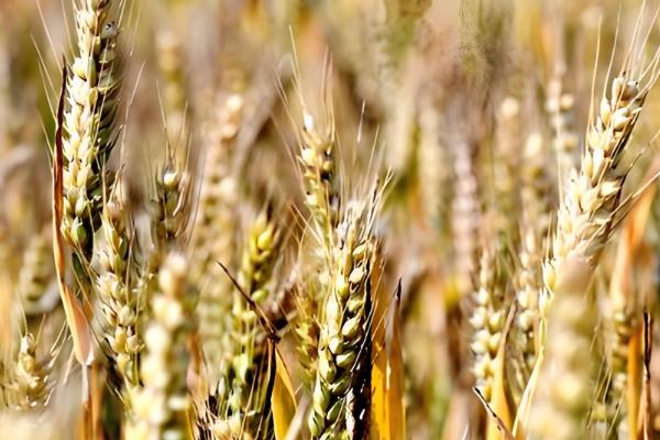 有什么关于小满的农谚,小满未满还有危险