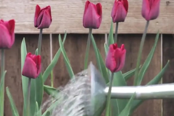 郁金香烂根怎么办，剪除烂根经过消毒再重栽