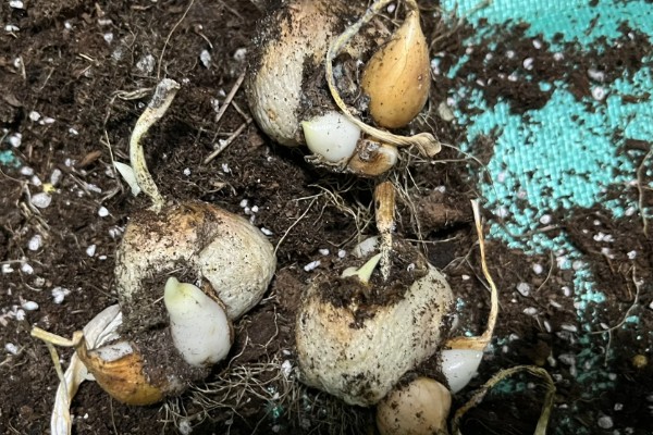 郁金香烂根怎么办，剪除烂根经过消毒再重栽