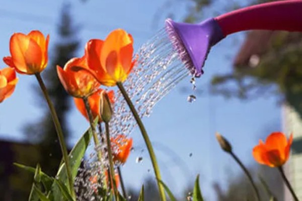 郁金香烂根怎么办，剪除烂根经过消毒再重栽