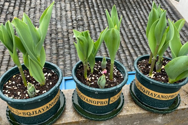 郁金香烂根怎么办，剪除烂根经过消毒再重栽