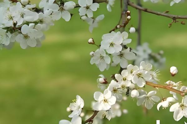 有什么关于小满的农谚,小满未满还有危险