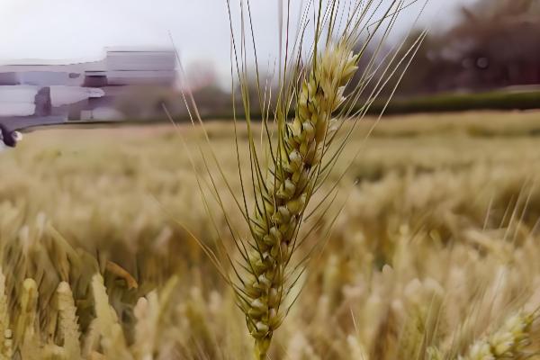 有什么关于小满的农谚,小满未满还有危险