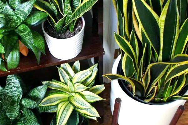 虎尾兰和虎皮兰有什么区别，虎皮兰又叫虎尾兰