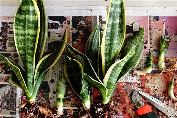 虎尾兰和虎皮兰有什么区别，虎皮兰又叫虎尾兰