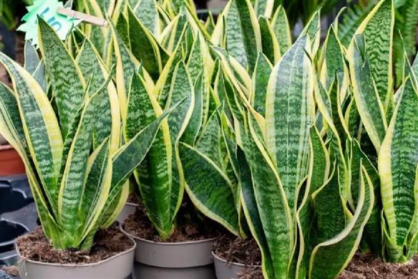 虎尾兰和虎皮兰有什么区别，虎皮兰又叫虎尾兰