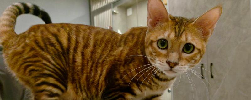 猫咪用头拱人的原因，可能是在宣誓主权