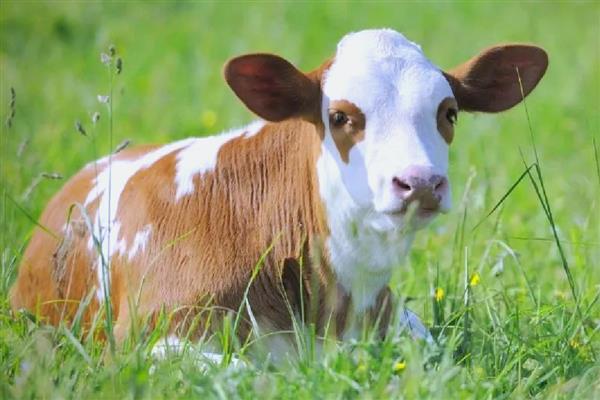 犊牛有什么常见病，容易出现便秘、窒息等情况