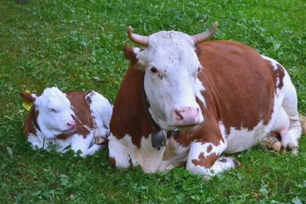 犊牛有什么常见病，容易出现便秘、窒息等情况