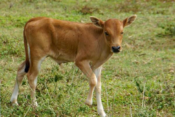 犊牛有什么常见病，容易出现便秘、窒息等情况