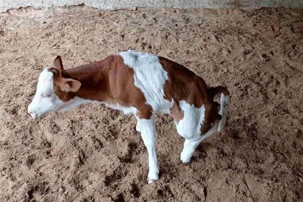 犊牛有什么常见病，容易出现便秘、窒息等情况