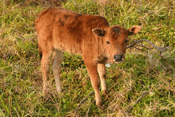 犊牛有什么常见病，容易出现便秘、窒息等情况